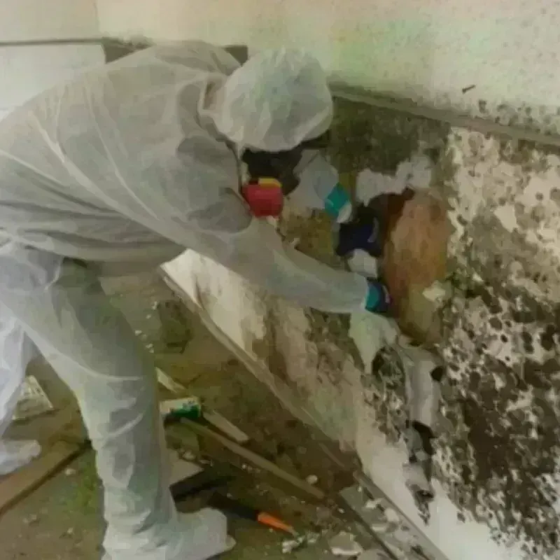 Mold Remediation and Removal in Dewey County, SD